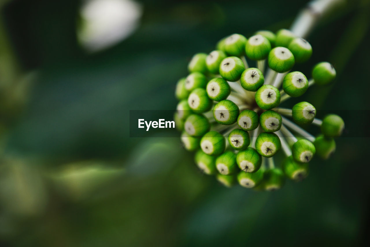 Beautiful Beautiful Nature Green Plant Abundance Beauty In Nature Beauty In Nature Berry Fruit Bunch Close-up Day Flower Focus On Foreground Food Food And Drink Freshness Fruit Green Color Growth Healthy Eating Nature No People Outdoors Plant Selective Focus Wellbeing