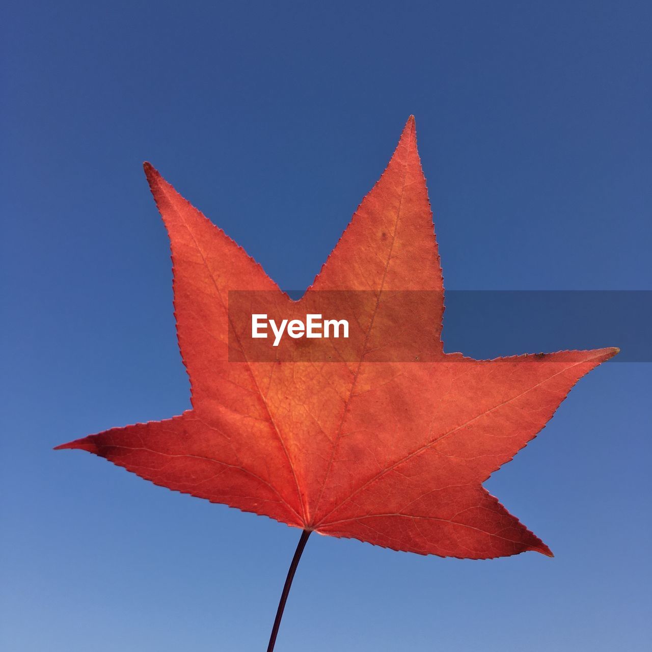 Low angle view of autumn leaf against clear blue sky