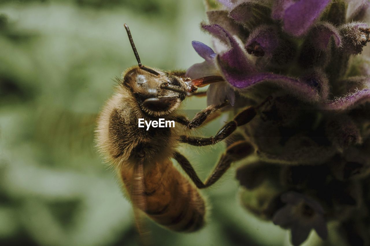 Close-up of bee pollinating on flower