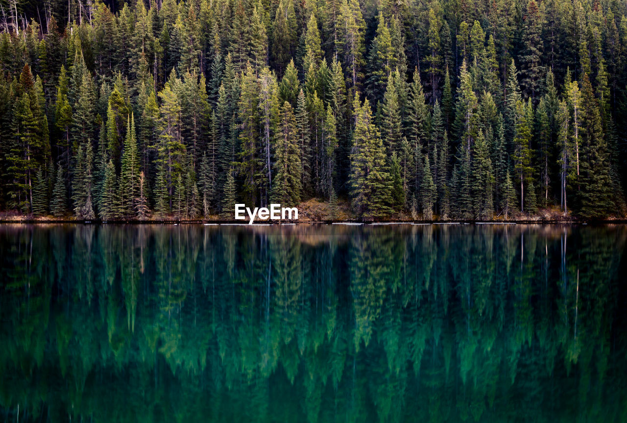 Reflection of trees in calm lake