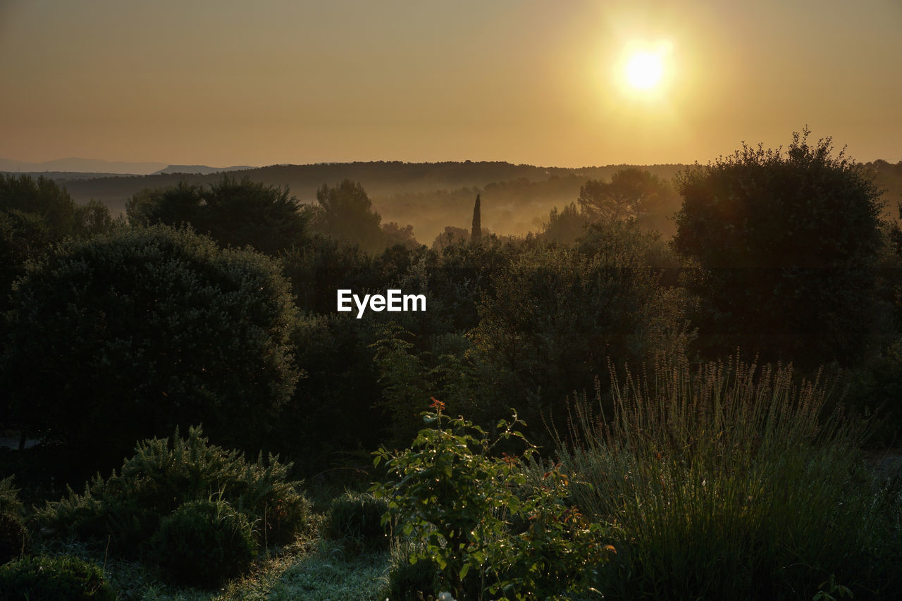 Tree Plant Tranquil Scene Beauty In Nature Tranquility Growth Sky Scenics - Nature Sunset Nature Environment No People Non-urban Scene Land Sun Landscape Outdoors Orange Color Idyllic Forest Morning Morning Light Morning Sky Morning Sun Sunrise Capture Tomorrow