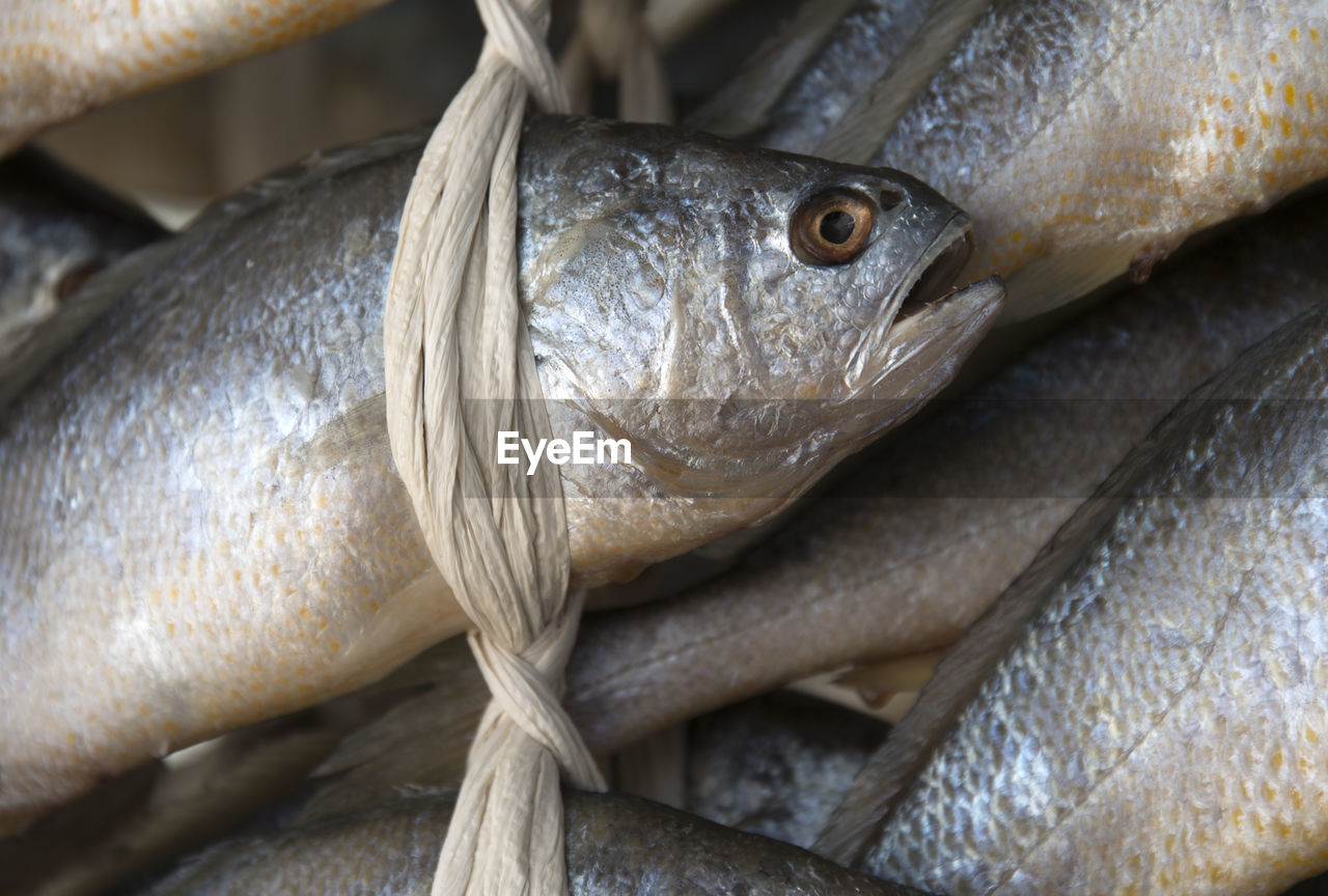 CLOSE-UP OF DEAD FISH IN MARKET