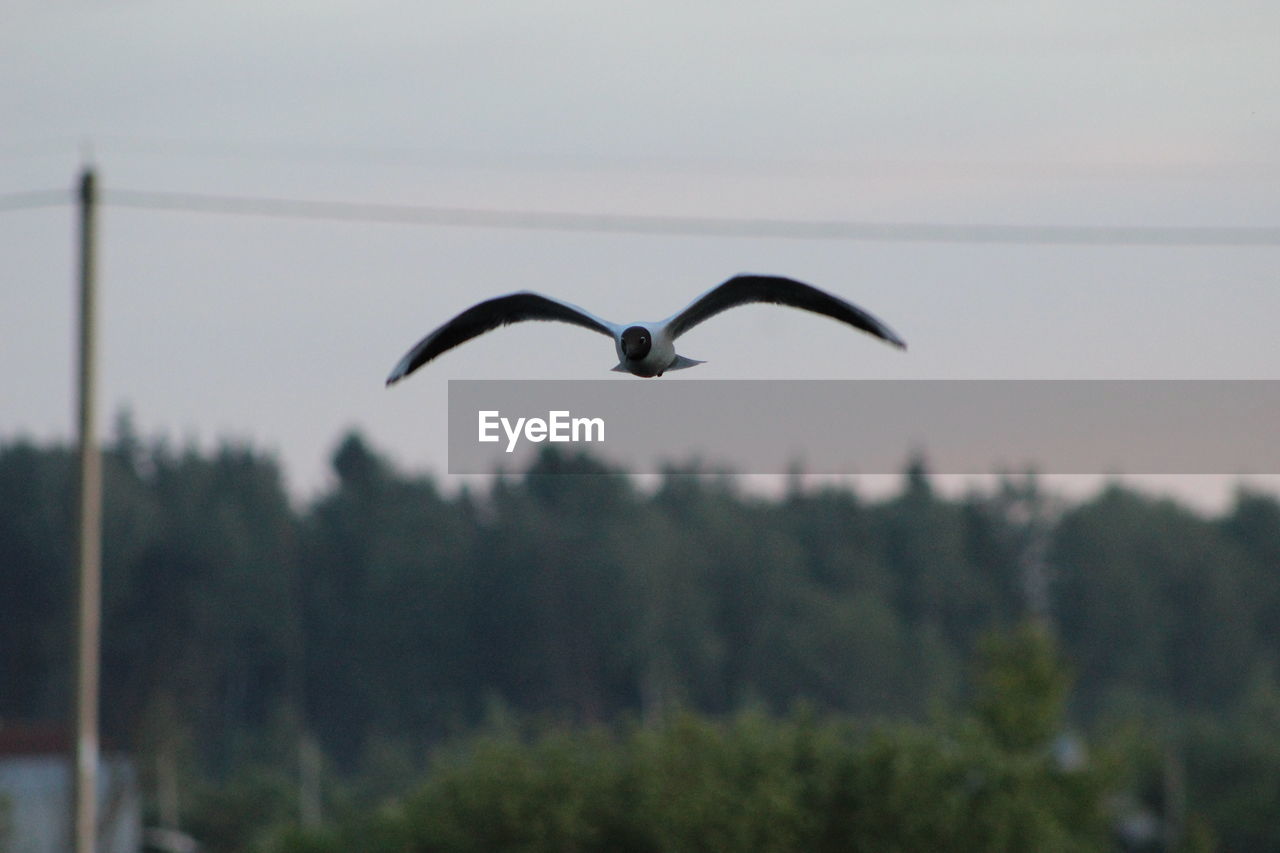 CLOSE-UP OF BIRD FLYING OVER SKY