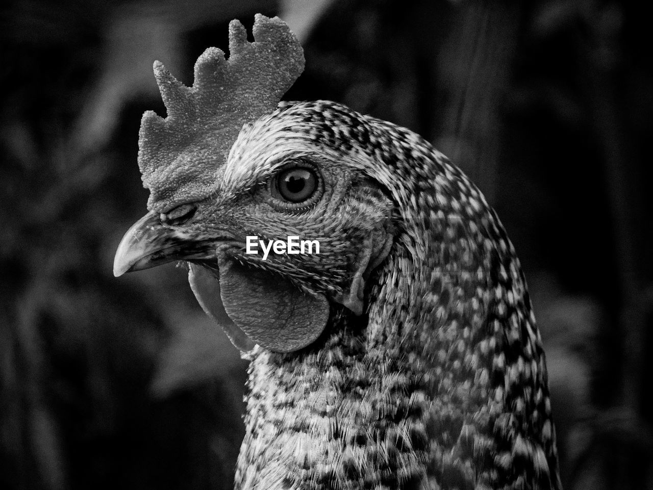 CLOSE-UP OF A OWL