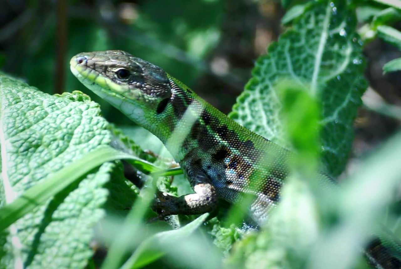 Close-up of lizard on leaf