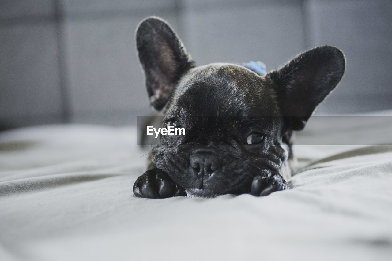 Close-up portrait of dog on bed