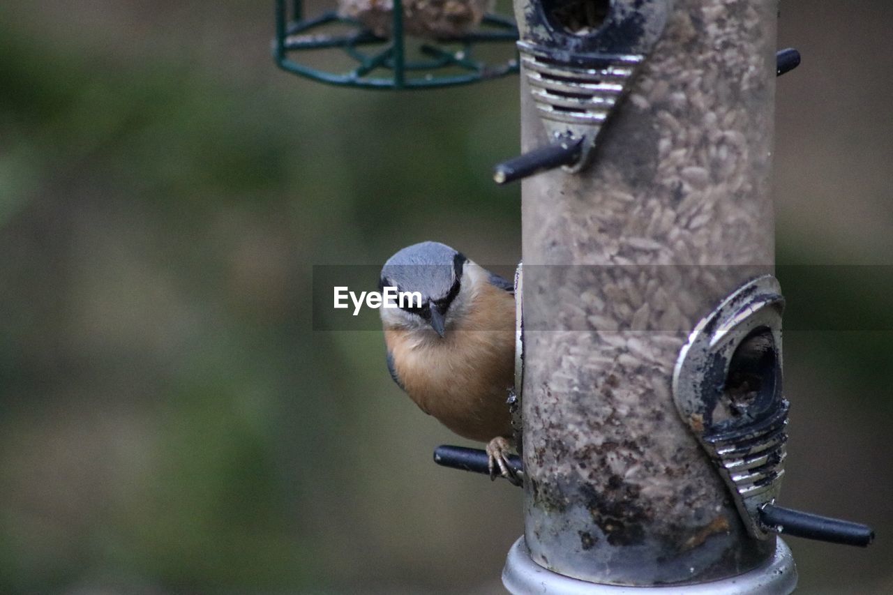 BIRD PERCHING ON FEEDER