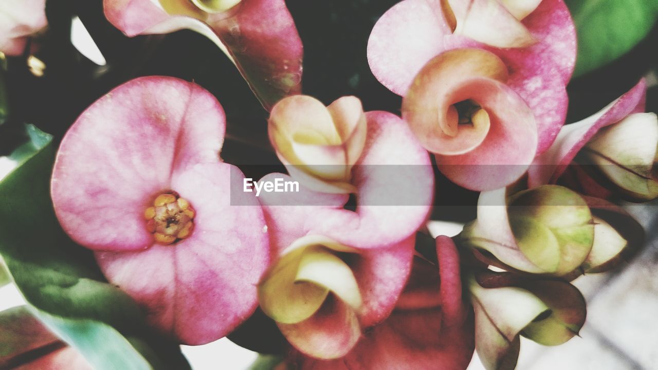 MACRO SHOT OF PINK FLOWER