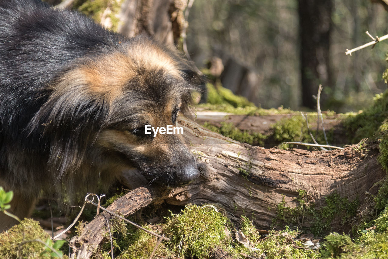 CLOSE-UP OF DOG