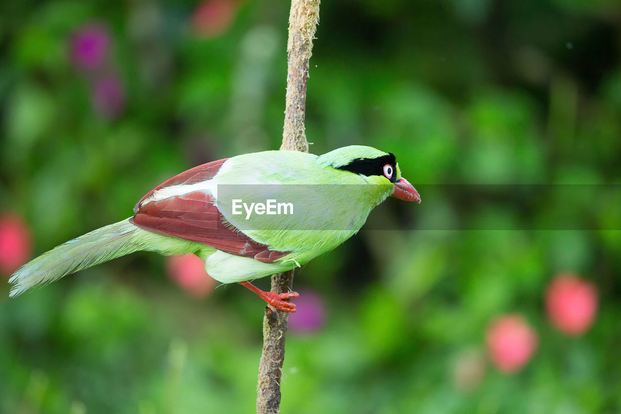 CLOSE-UP OF A BIRD PERCHING ON PLANT