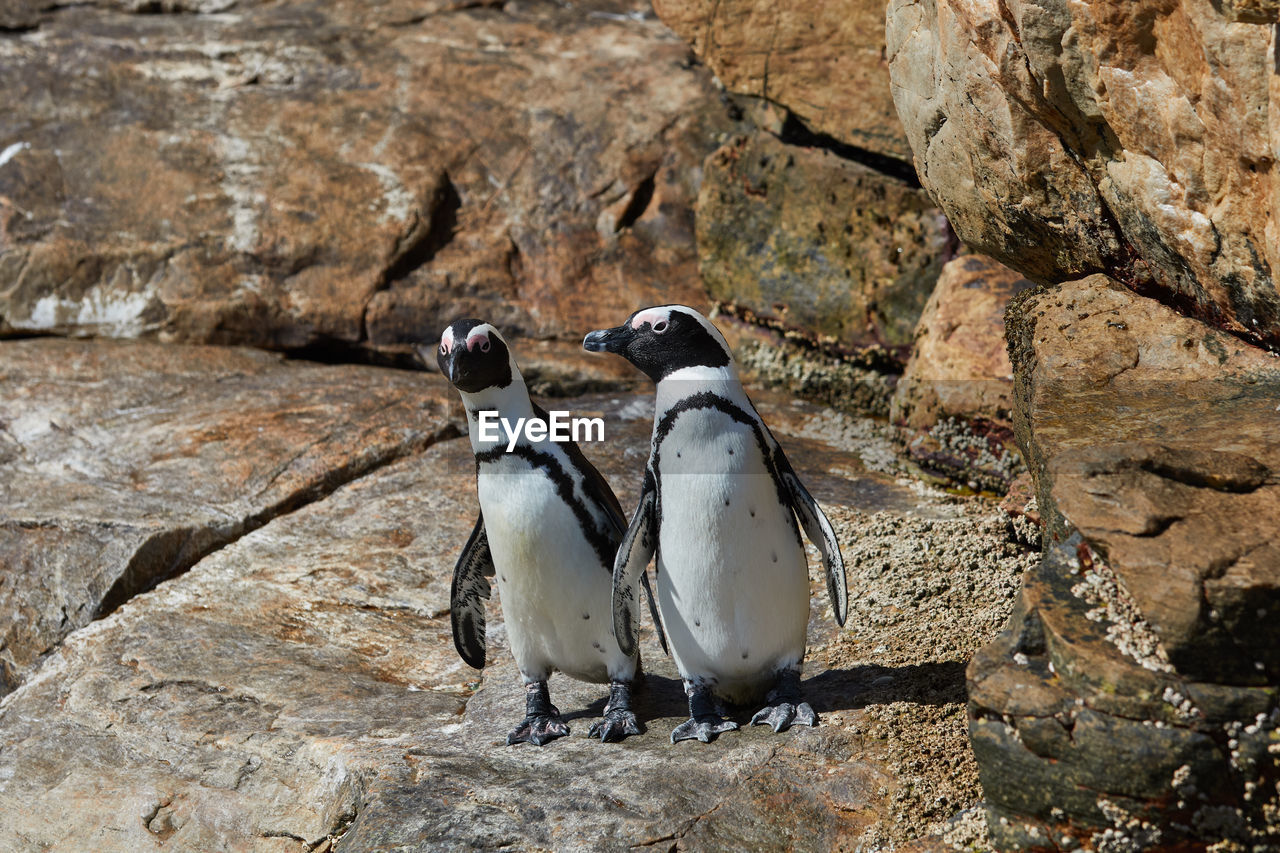 Penguins at st. croix island in south africa