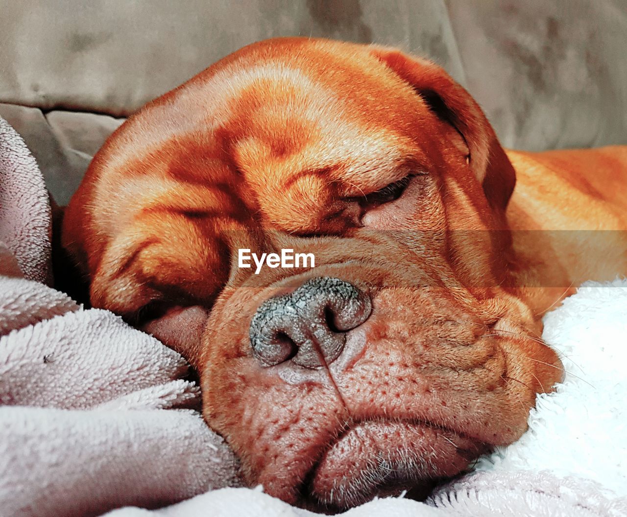 Close-up of dog sleeping on bed