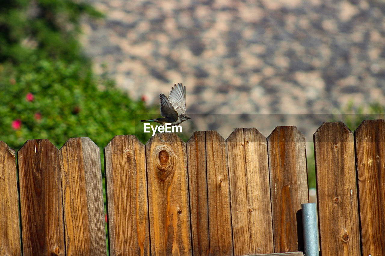 Bird taking off from fence 