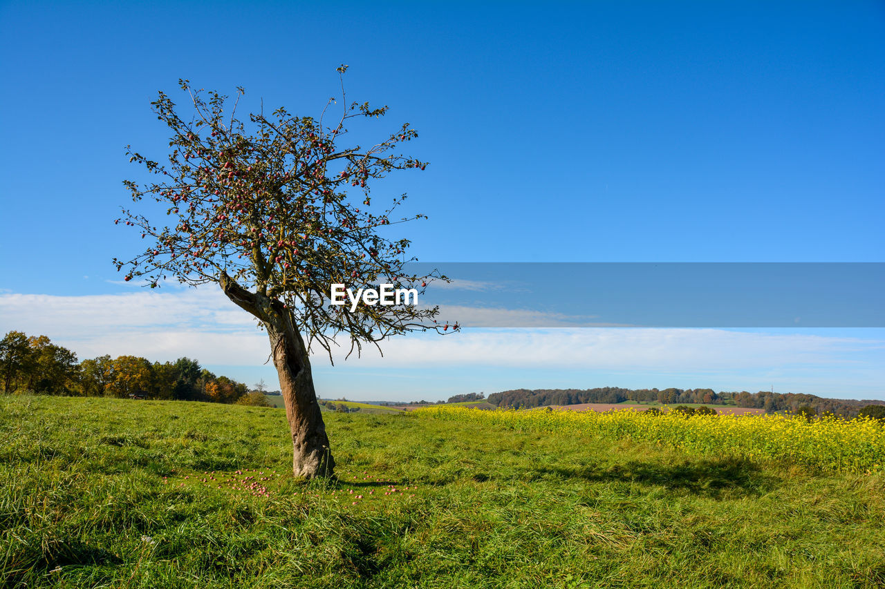 TREE ON GRASSY FIELD AGAINST SKY