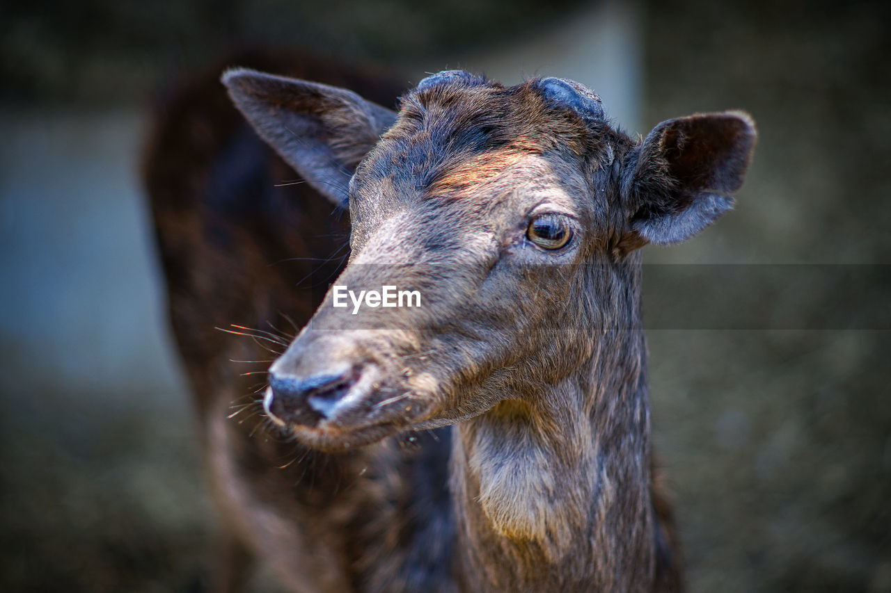 Close-up of a horse looking away