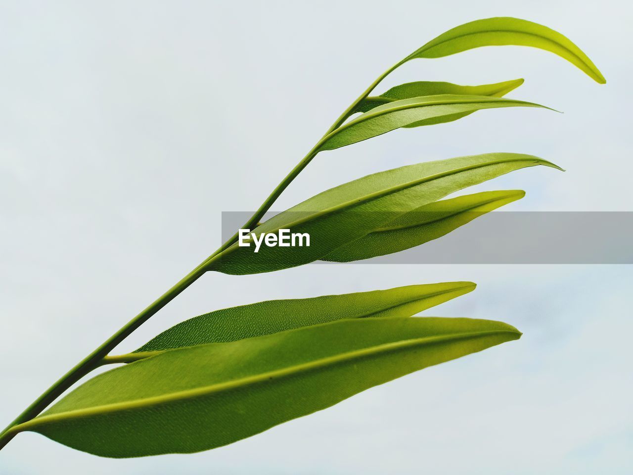 Close-up of fresh green leaves against sky