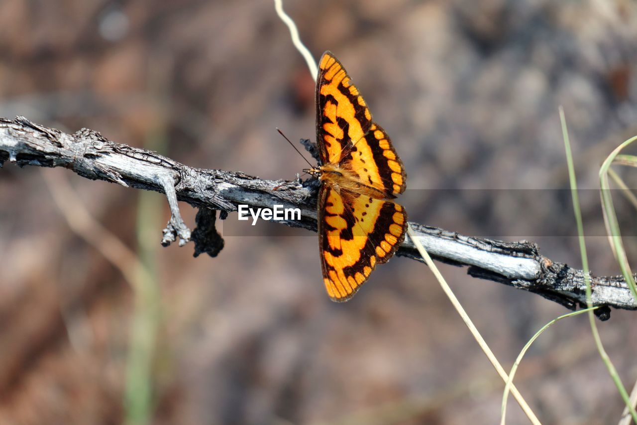 CLOSE-UP OF BUTTERFLY PERCHING ON PLANT