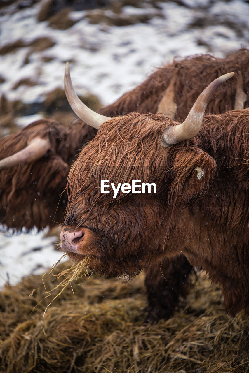 Highland cow with wet fluff eating dried grass while pasturing on snowy hill on faroe islands