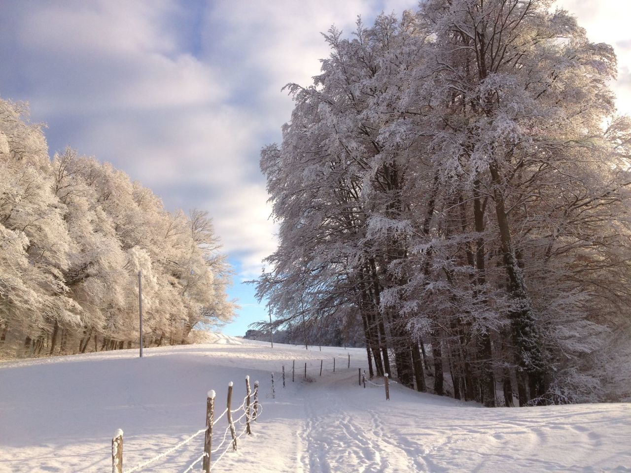 Trees on snow covered landscape