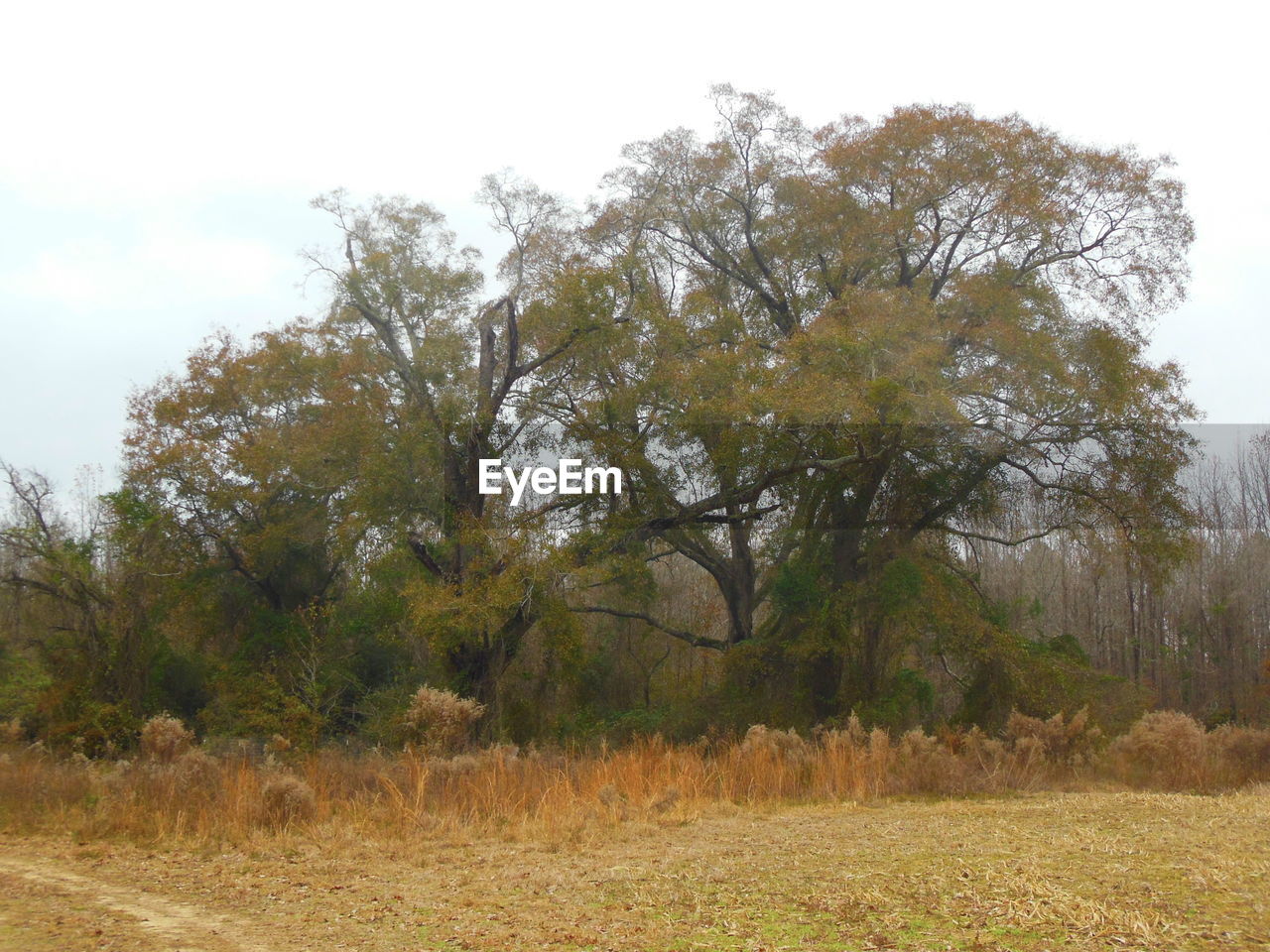 TREES GROWING ON FIELD AGAINST SKY
