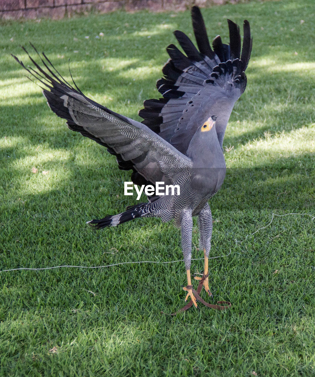 EAGLE FLYING OVER FIELD