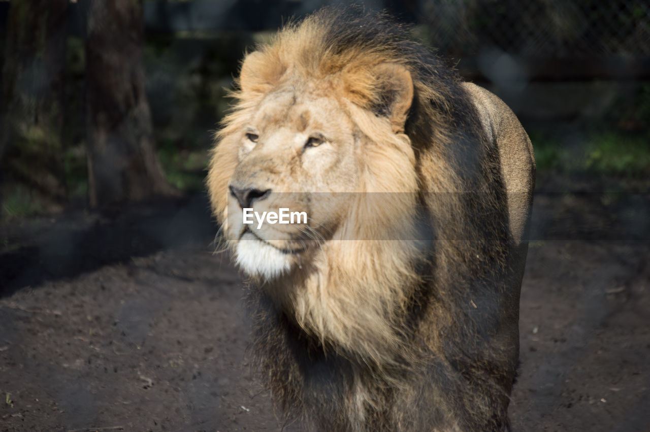 CLOSE-UP OF TIGER