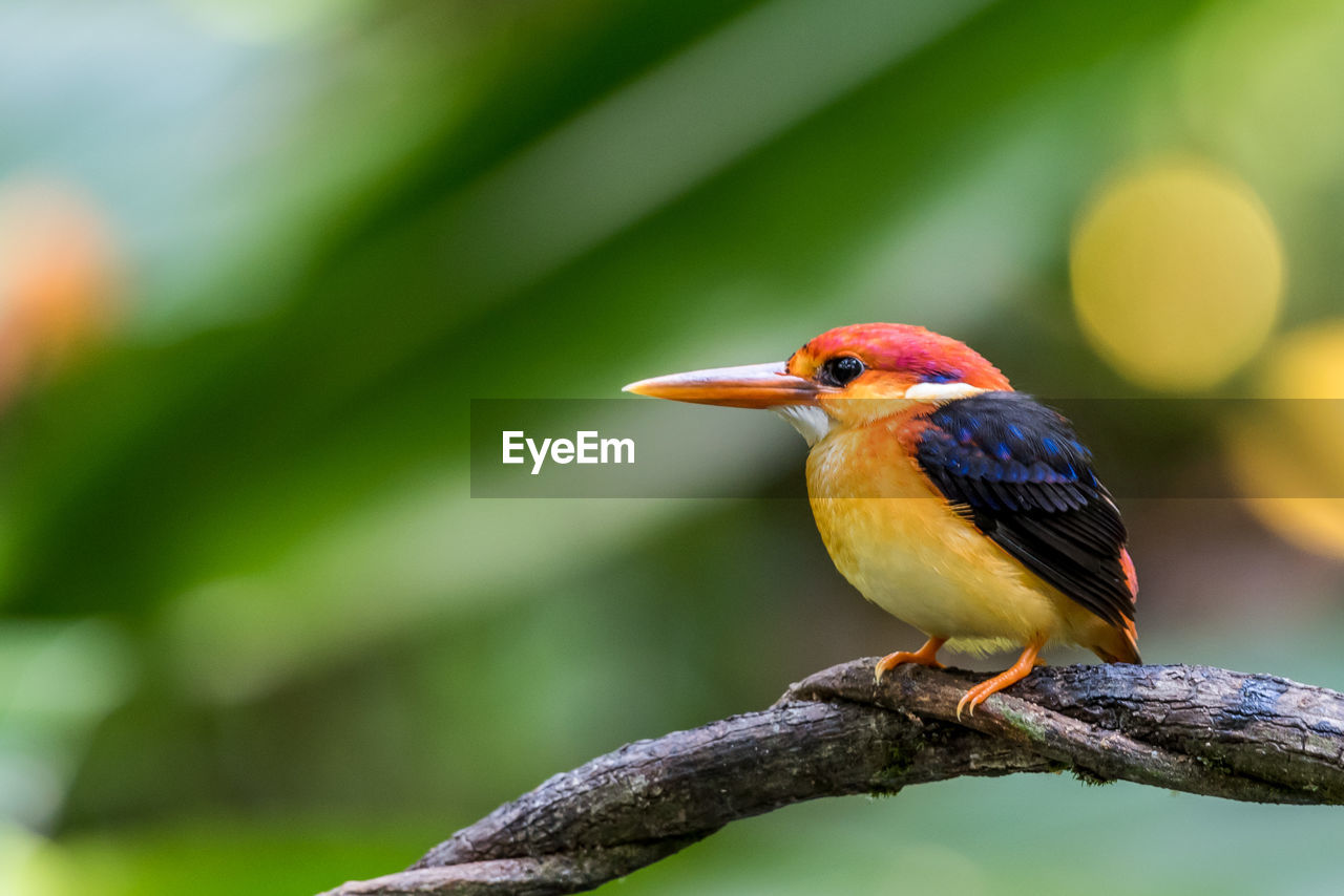Rufous-backed baby young kingfisher perched	