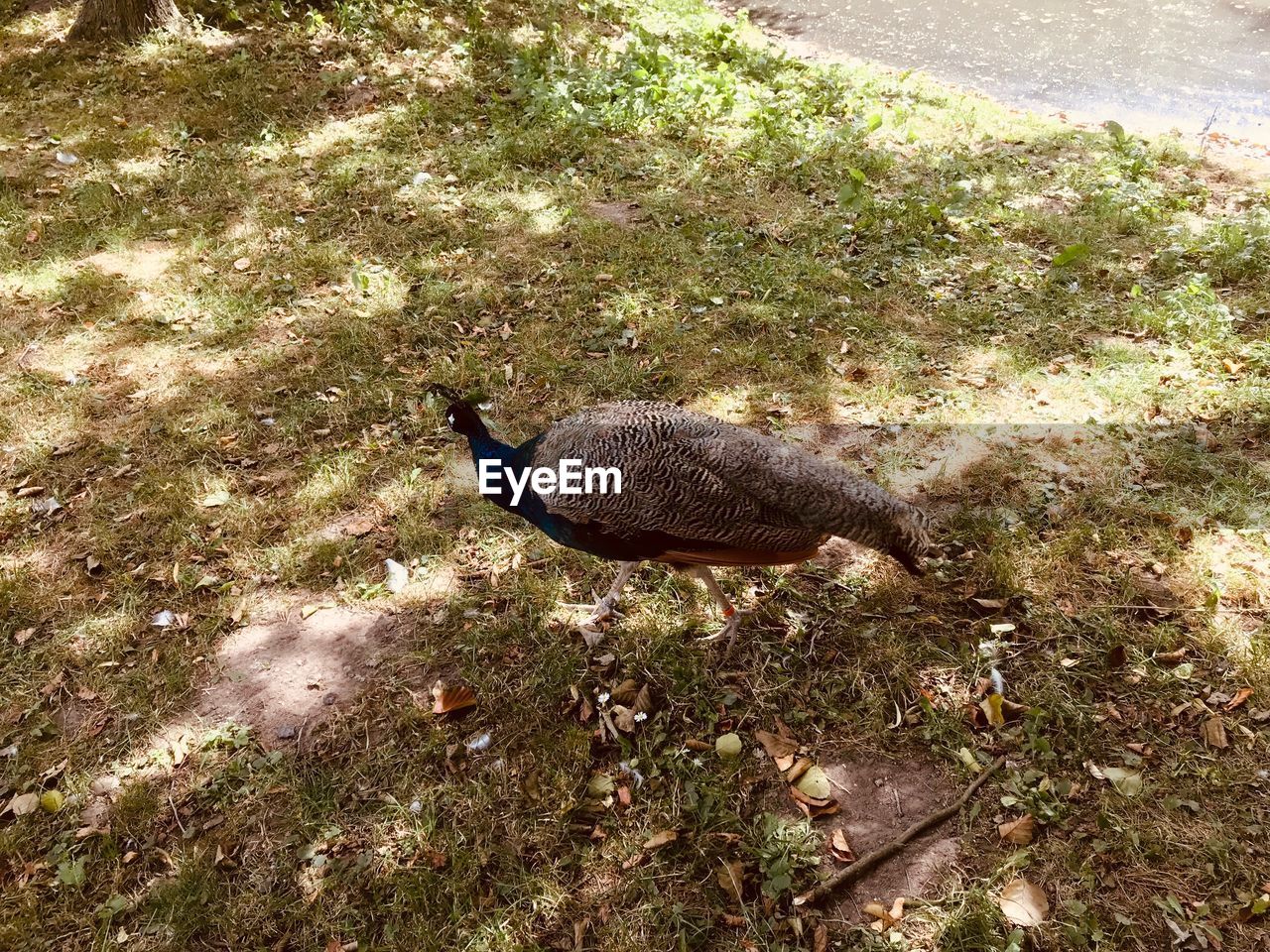 HIGH ANGLE VIEW OF A BIRD ON FIELD