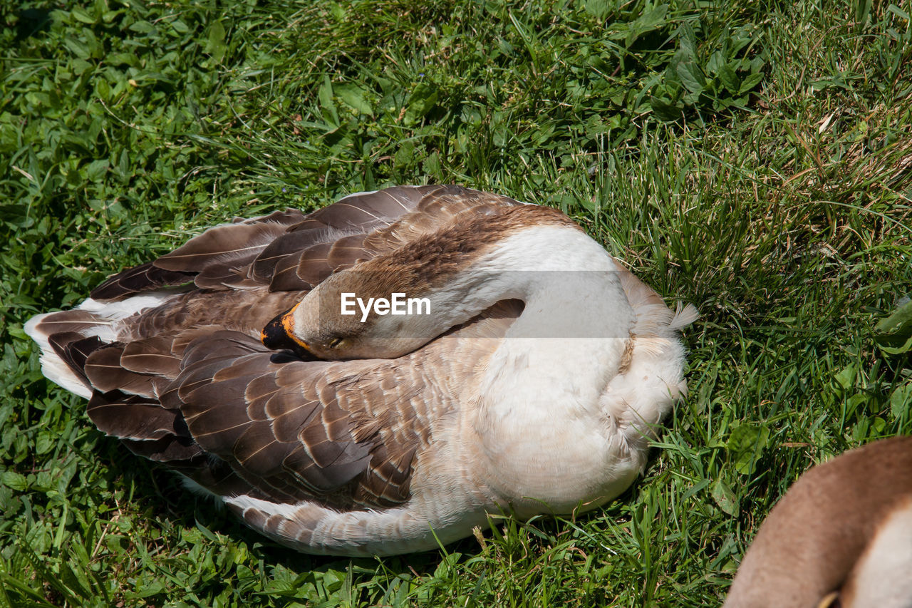 CLOSE-UP OF SWAN RELAXING ON GRASS