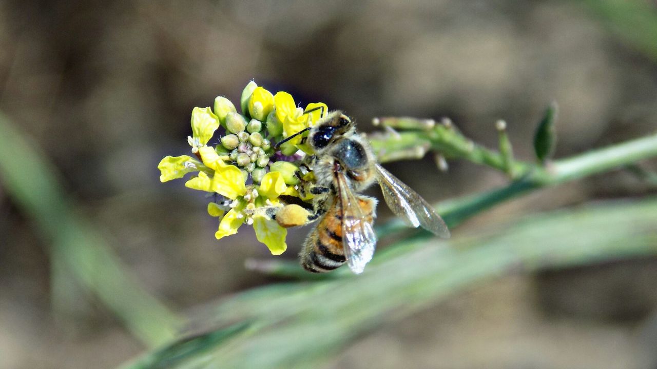 Close-up of honey bee on yellow flowers