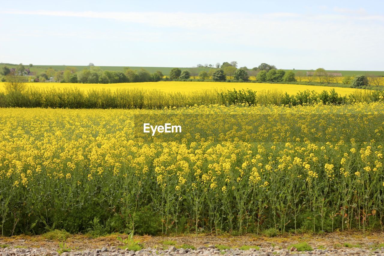 VIEW OF OILSEED RAPE FIELD