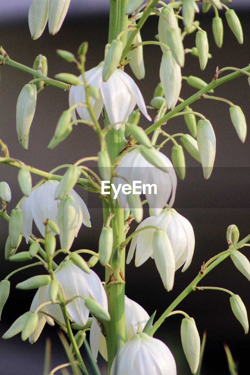 CLOSE-UP OF WHITE FLOWERS ON PLANT