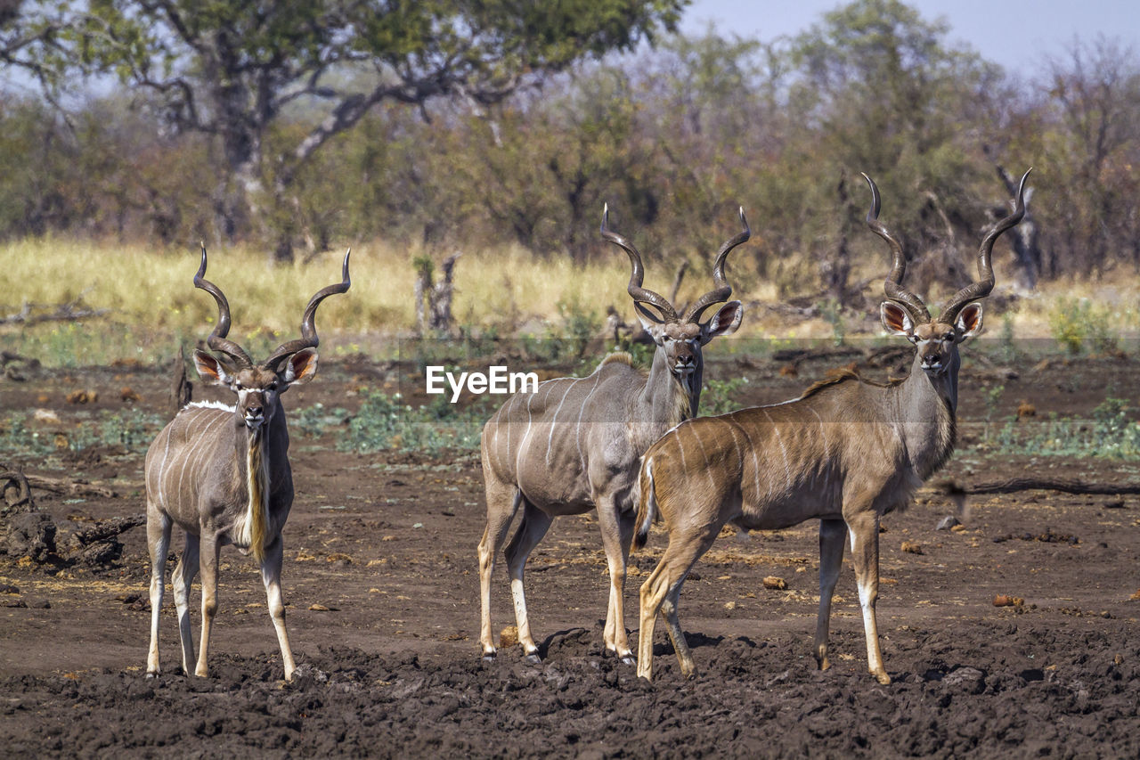 Deer standing on land in forest