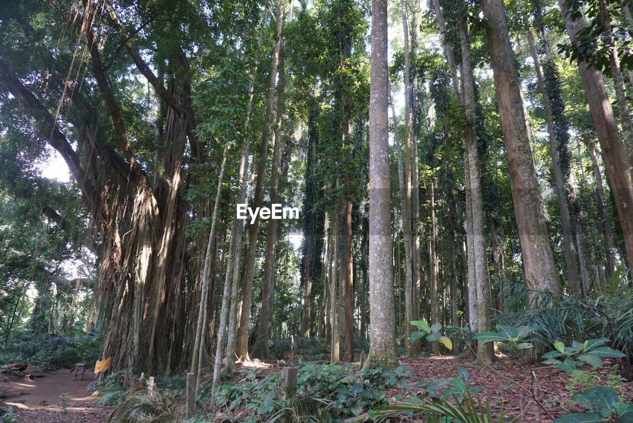 LOW ANGLE VIEW OF TREES IN FOREST