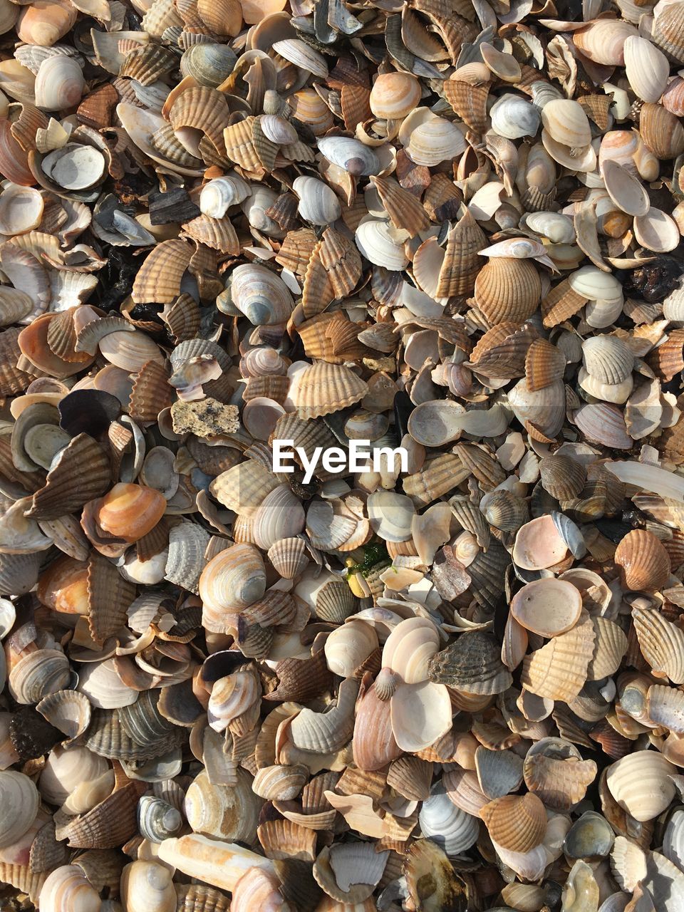 HIGH ANGLE VIEW OF SEASHELLS ON STONE