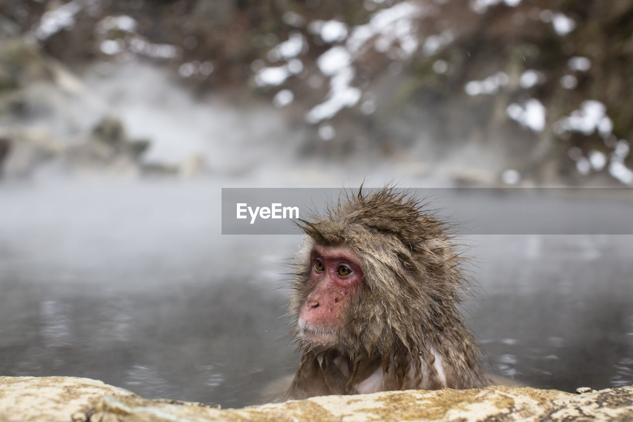 Snow monkeys in hot spring water, japan