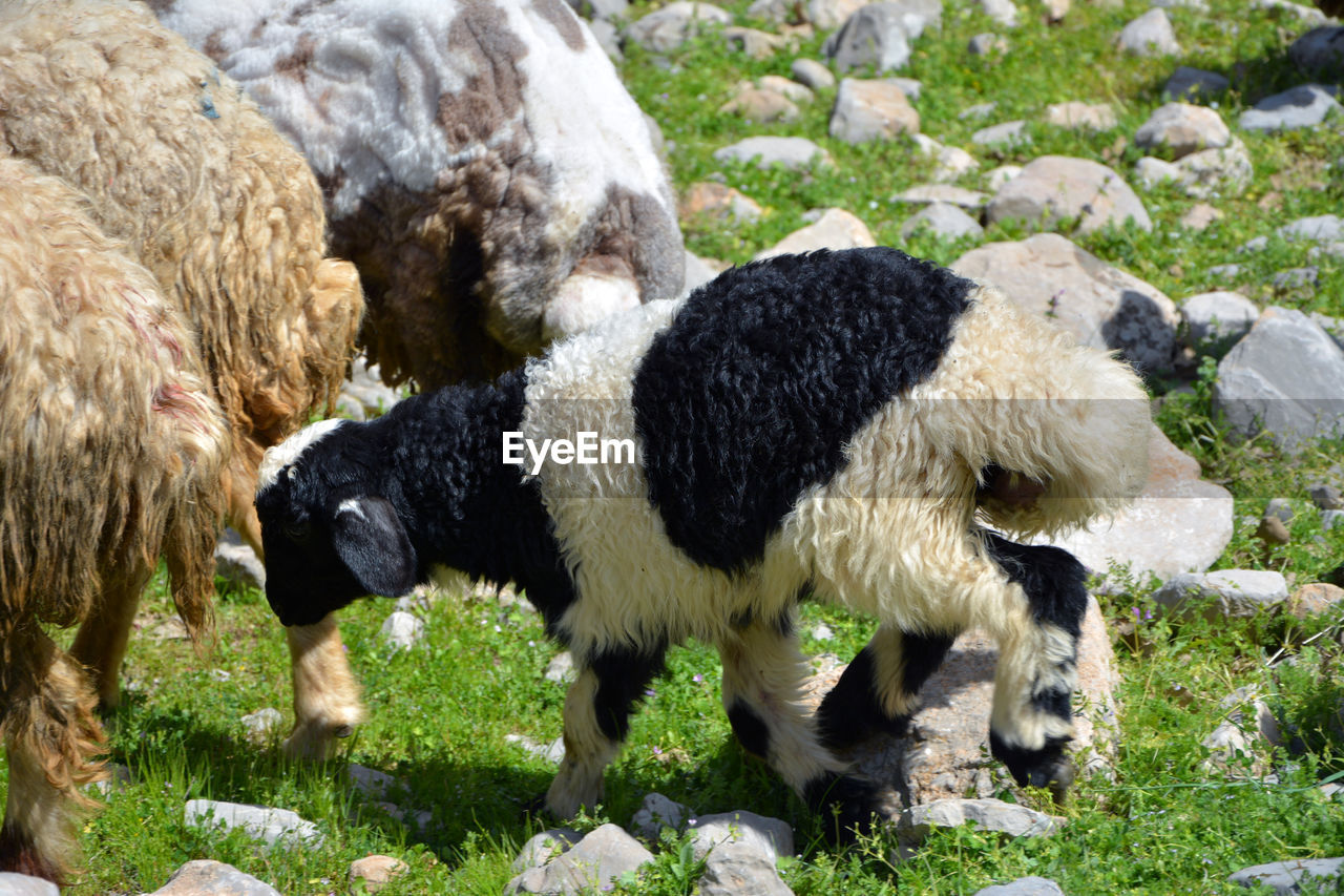 mammal, animal, animal themes, domestic animals, livestock, pet, sheep, group of animals, plant, nature, grass, agriculture, field, no people, grazing, wool, land, herbivorous, pasture, day, textile, outdoors, young animal, herd, lamb, cattle, animal hair, flock of sheep, rock