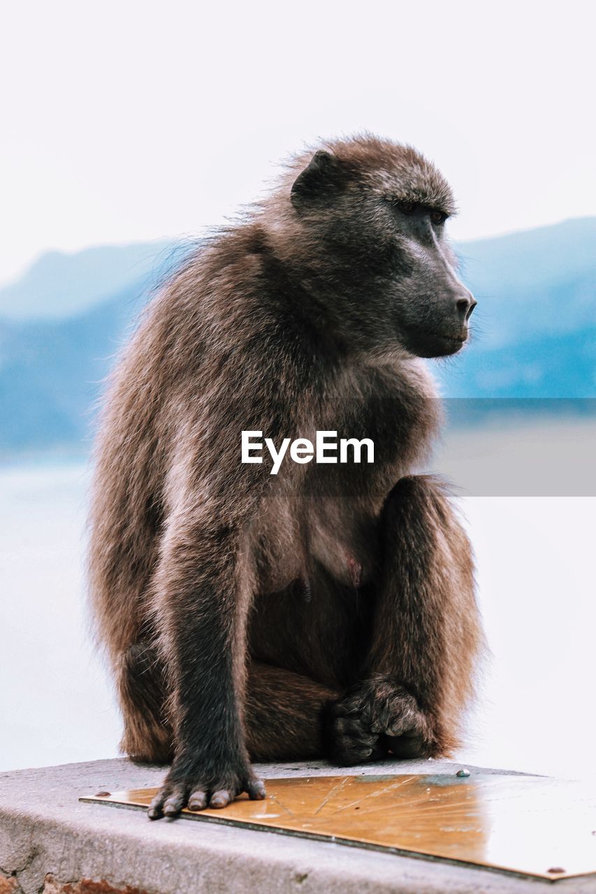 View of monkey against mountains and sea