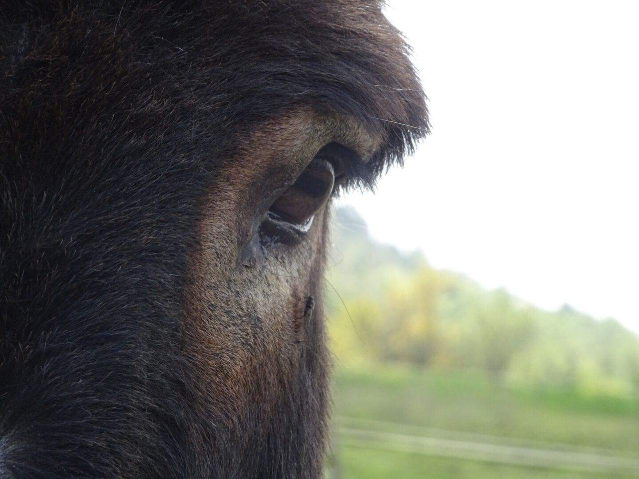 Close-up of horse head