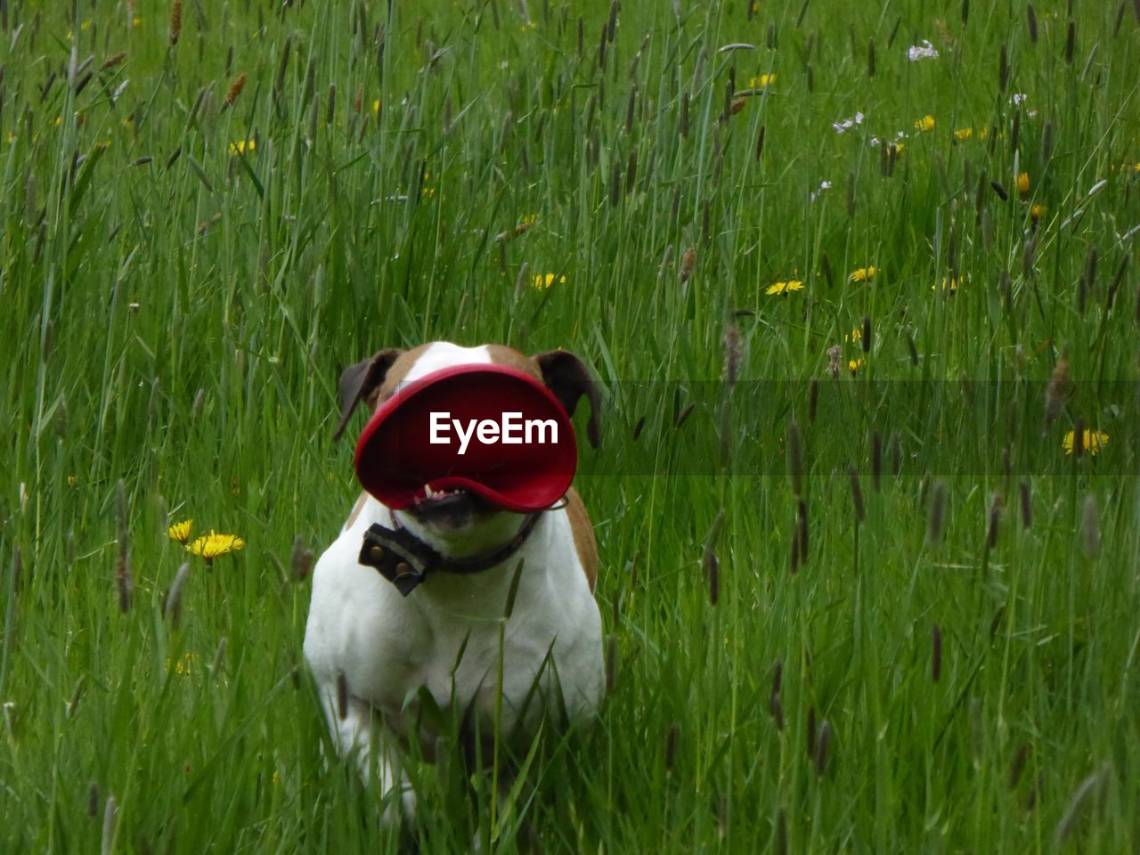 Dog with frisbee on field