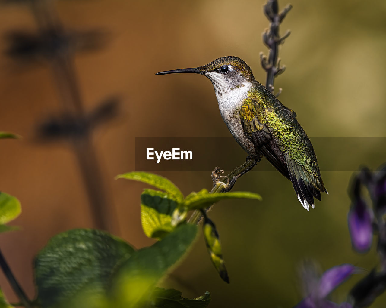 CLOSE-UP OF BIRD PERCHING