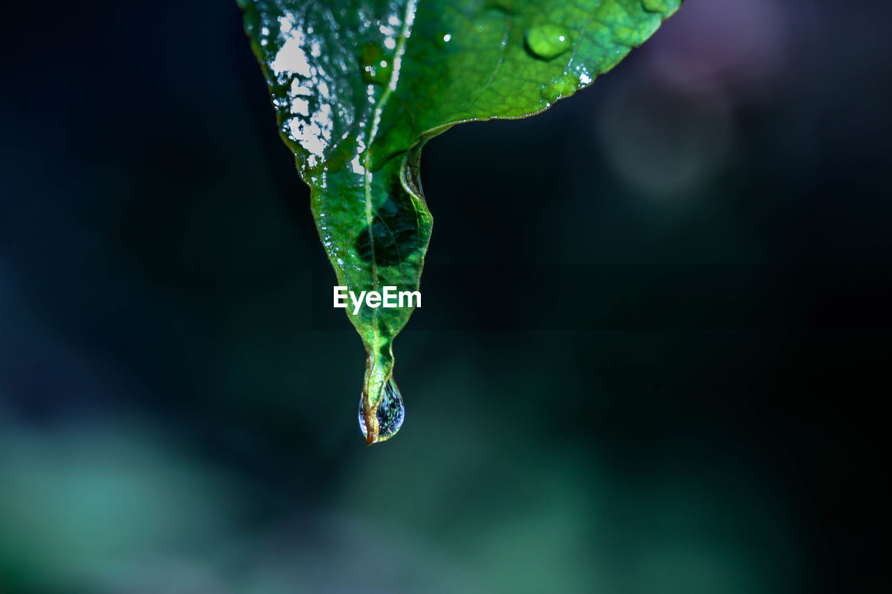 CLOSE-UP OF WET LEAF