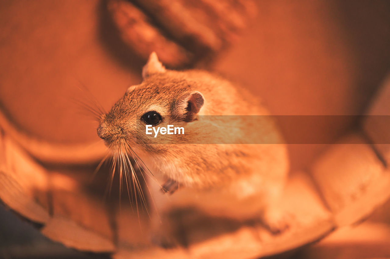 Close up of a brown mouse in a running wheel