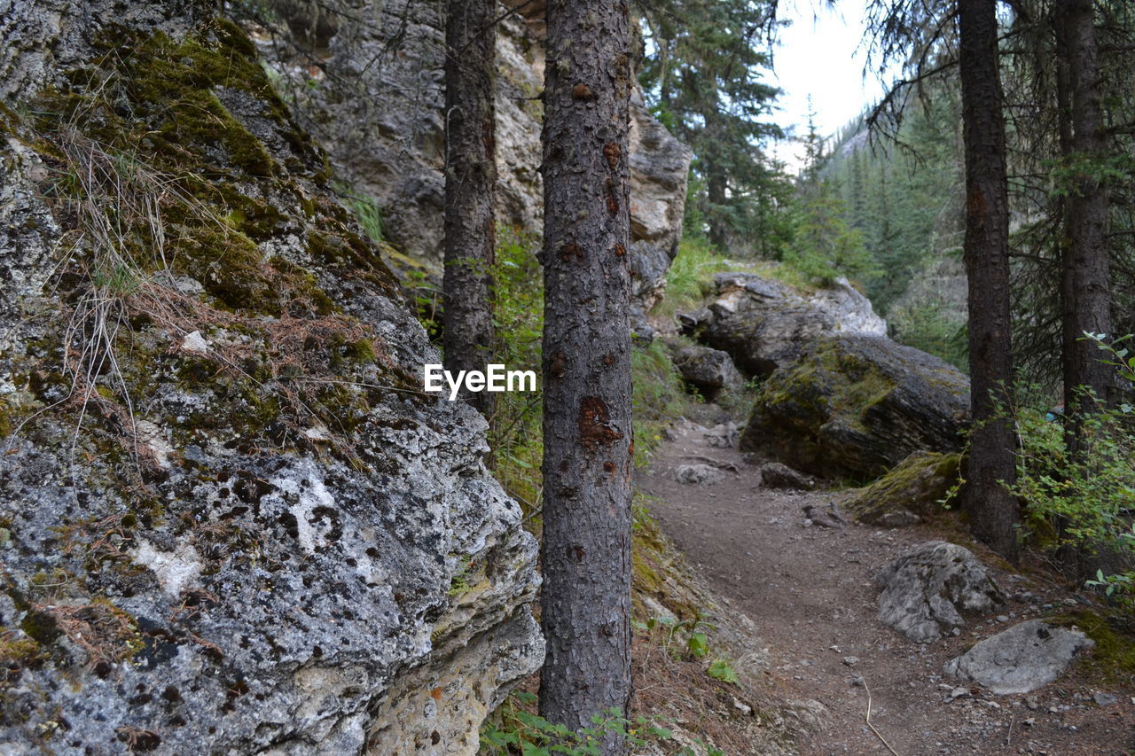 VIEW OF TREES IN FOREST