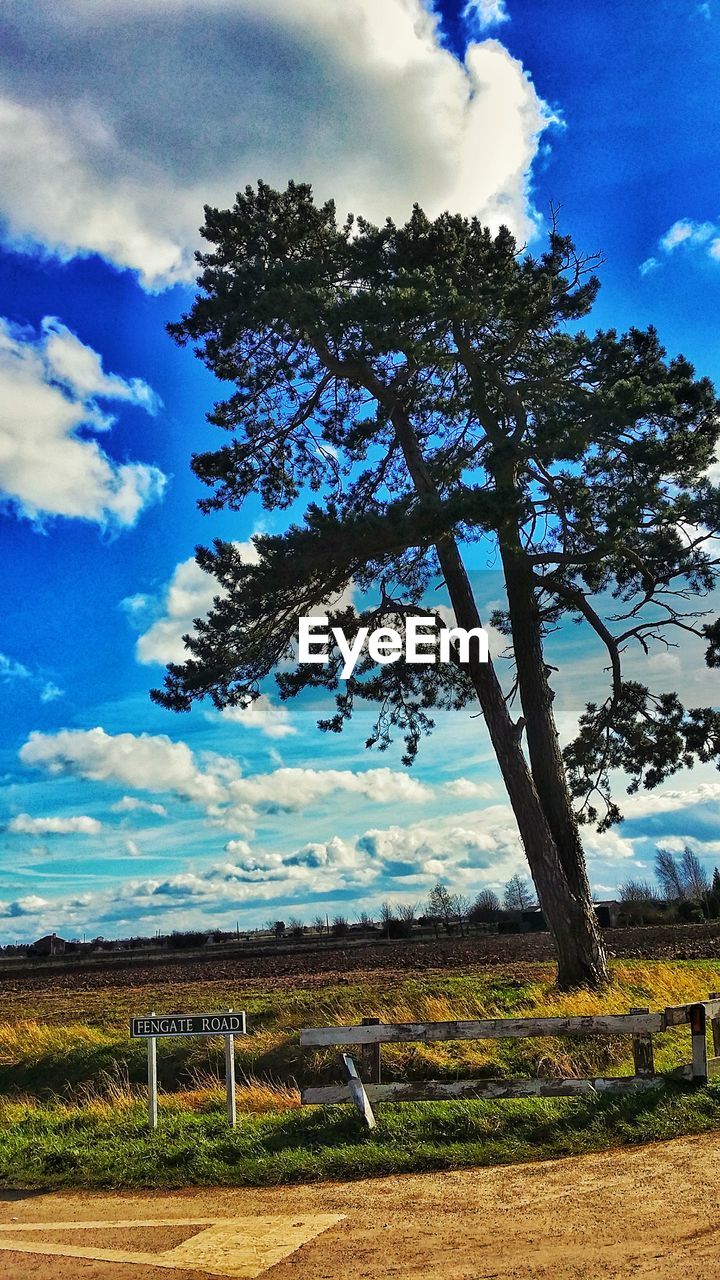 TREE AGAINST CLOUDY SKY