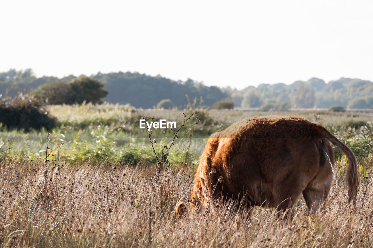 animal themes, animal, mammal, grazing, grassland, animal wildlife, pasture, wildlife, one animal, cattle, prairie, bison, grass, nature, plant, no people, landscape, savanna, american bison, sky, environment, domestic animals, field, agriculture, safari, livestock, day, land, outdoors, herd, meadow, plain, rural scene, brown, copy space, travel destinations, clear sky