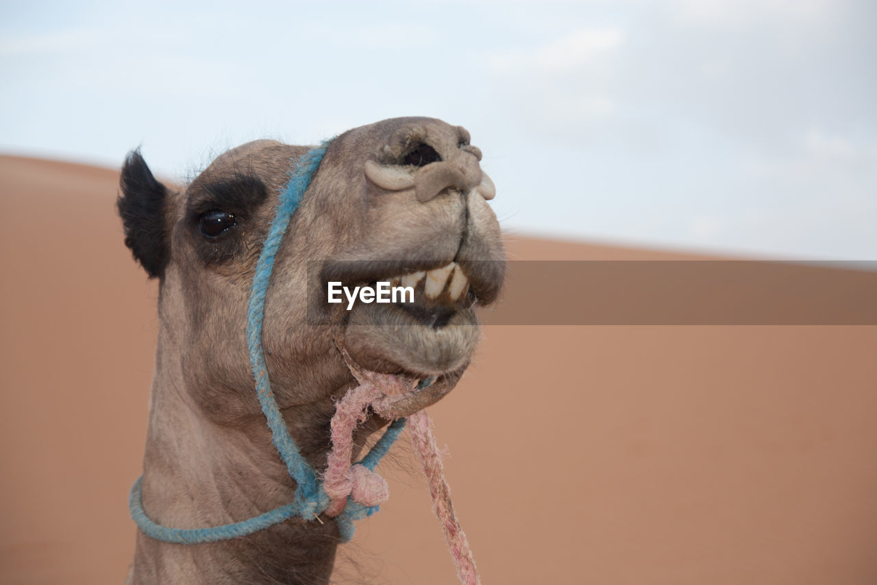 Close-up of a camel face