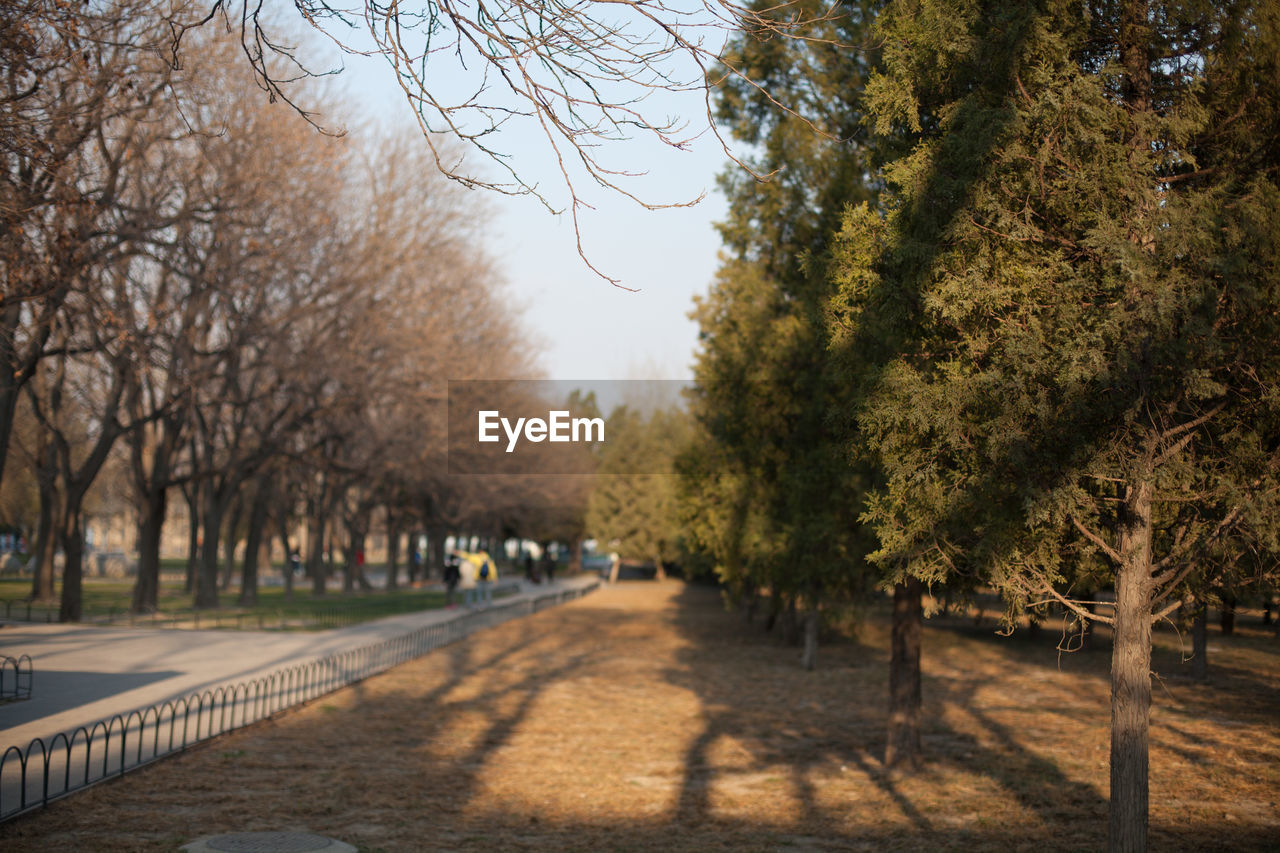 Trees in a park