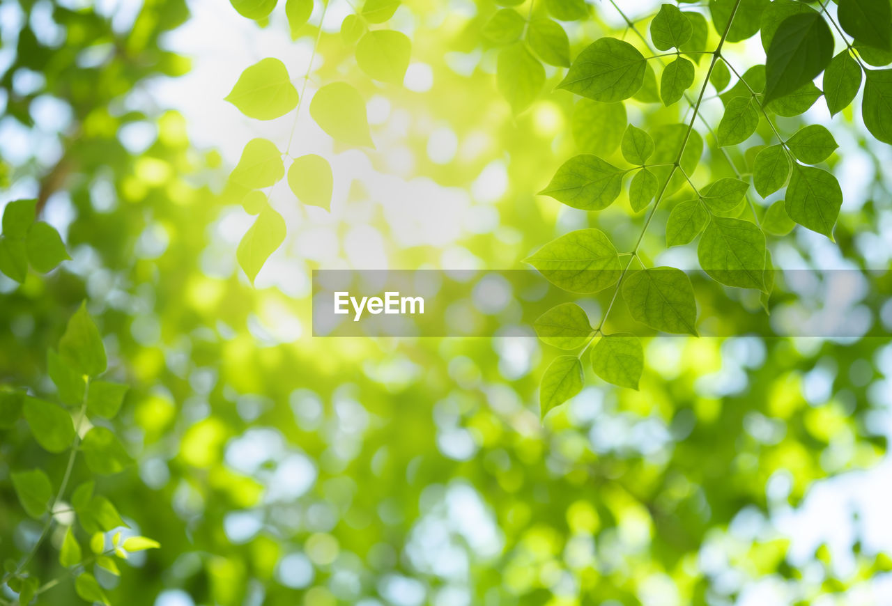 LOW ANGLE VIEW OF GREEN LEAVES