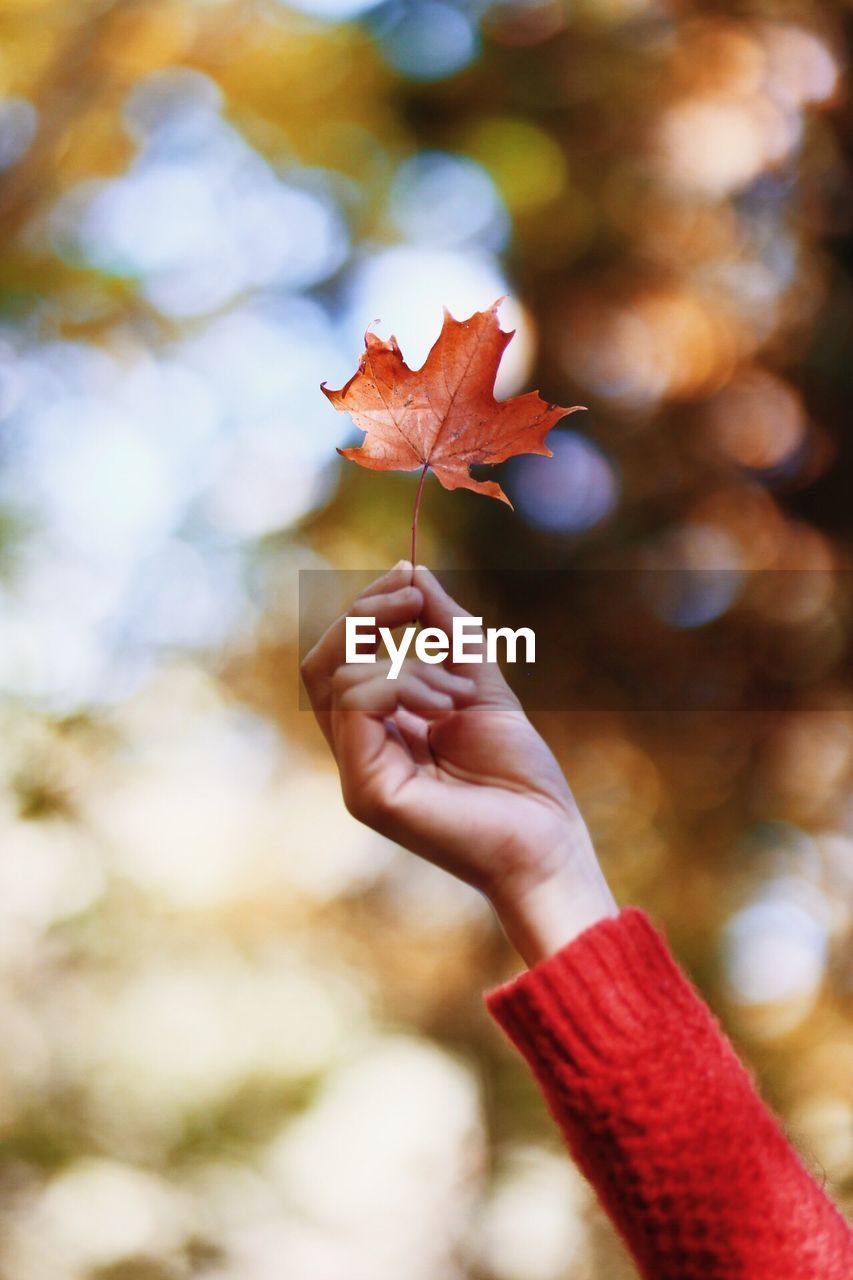 Close-up of hand holding maple leaf during autumn